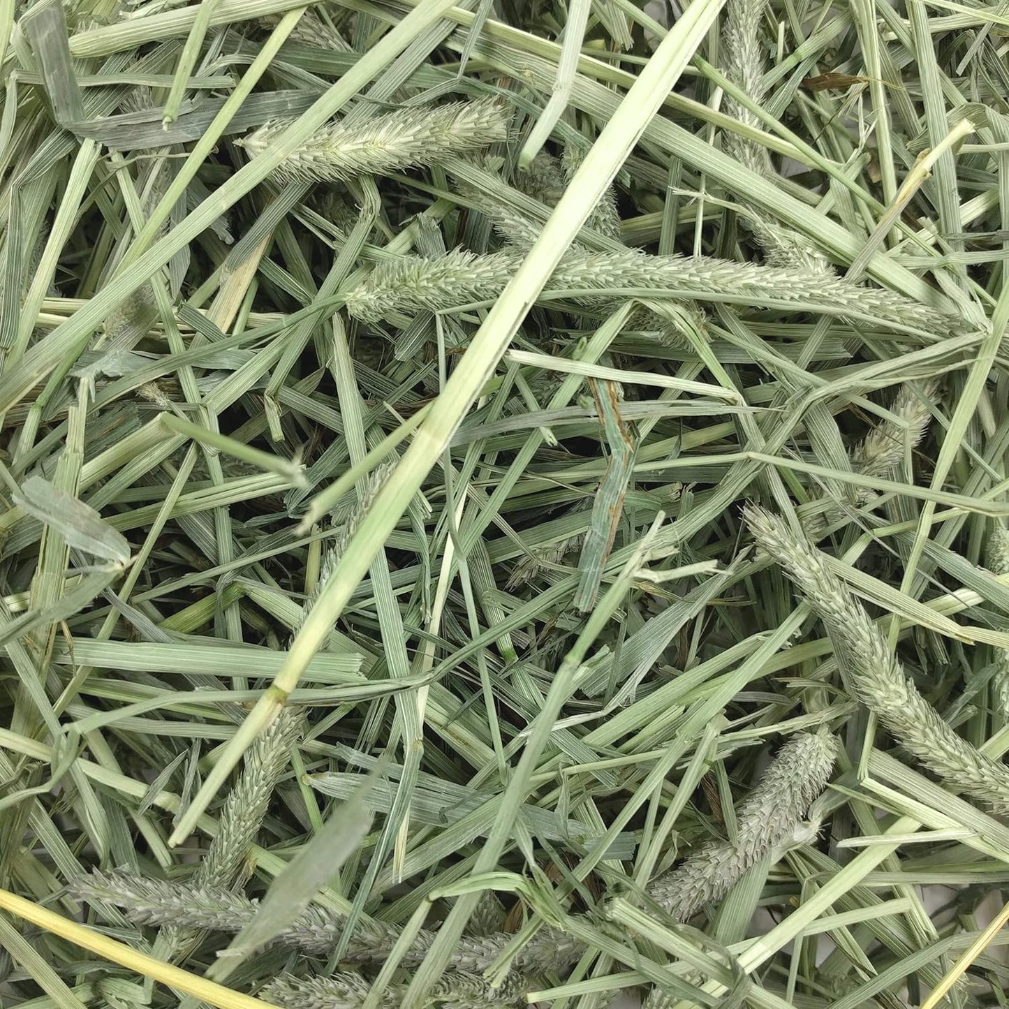 Western Timothy Hay for Small Pets - All-Natural Grass for Guinea Pigs, Bunnies, Chinchillas, and Hamsters - 9 lb Box