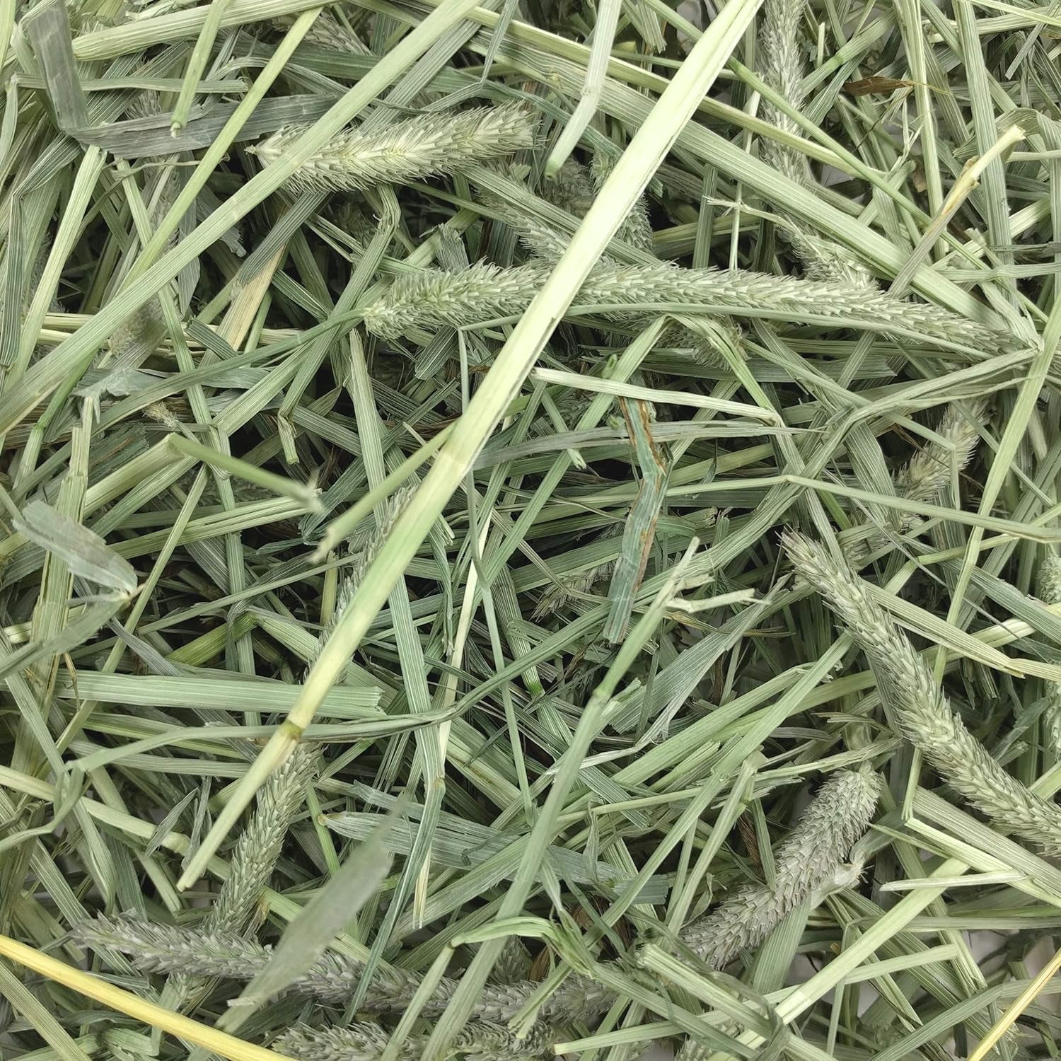 Western Timothy Hay for Small Pets - All-Natural Grass for Guinea Pigs, Bunnies, Chinchillas, and Hamsters - 9 lb Box