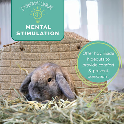 Western Timothy Hay for Small Pets - All-Natural Grass for Guinea Pigs, Bunnies, Chinchillas, and Hamsters - 9 lb Box